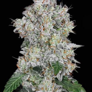 Four Limez x Perfect Ghost - PLACEHOLDER